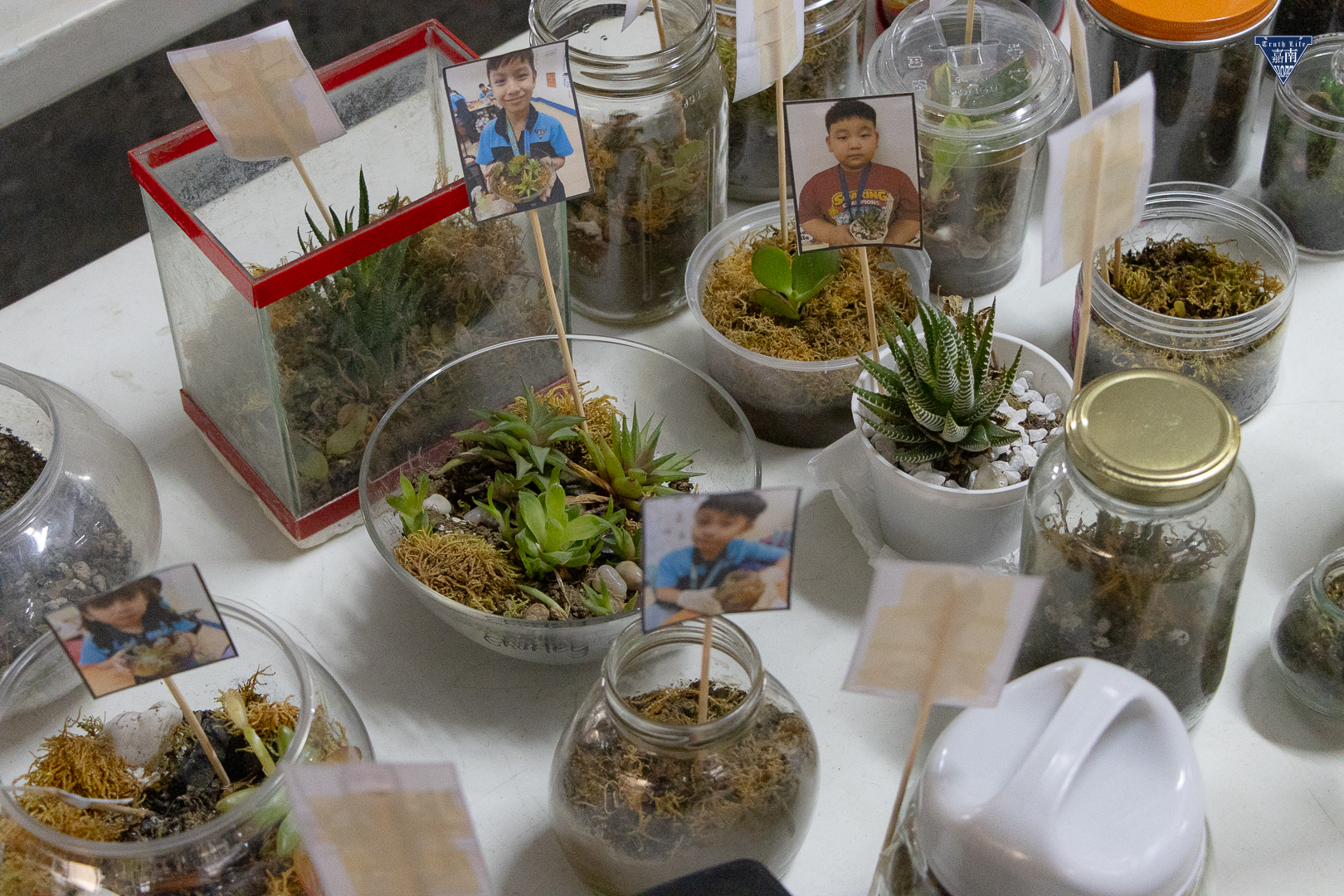 growing life inside terrarium (3)