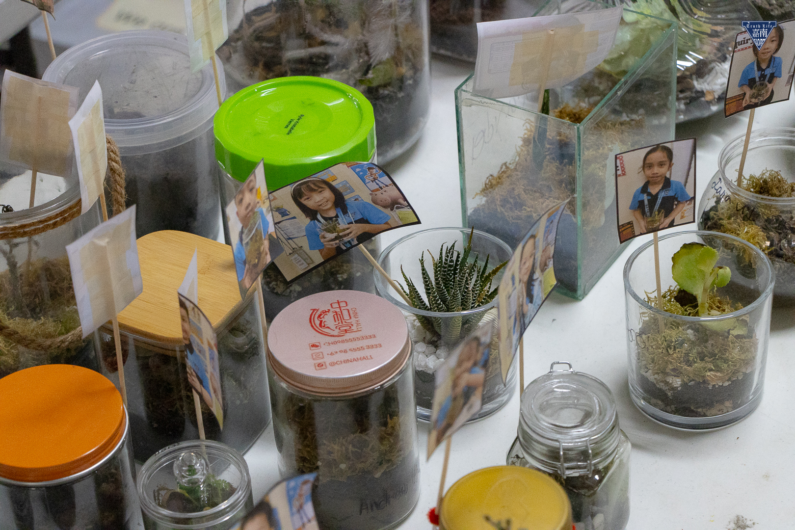 growing life inside terrarium (4)